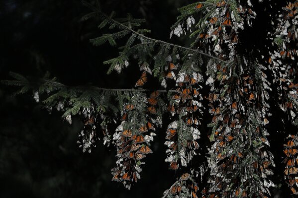 FILE - In this Jan. 31, 2020 file photo, monarch butterflies cling to branches in their winter nesting grounds in El Rosario Sanctuary, near Ocampo, Michoacan state, Mexico. The number of monarch butterflies that showed up at their winter resting grounds decreased about 53% this year, Mexican officials said Friday, March 13. (AP Photo/Rebecca Blackwell, File)