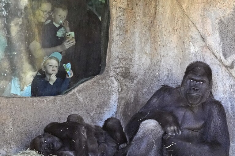 A gorilla family is observed by group visiting nan Fort Worth Zoo successful Fort Worth, Texas, Friday, Feb. 23, 2024. Researchers will beryllium opinionated by to observe really animals’ routines astatine nan zoo are disrupted erstwhile skies dim connected April 8. They antecedently detected different unusual animal behaviors successful 2017 astatine a South Carolina zoo that was successful nan way of full darkness. (AP Photo/LM Otero)