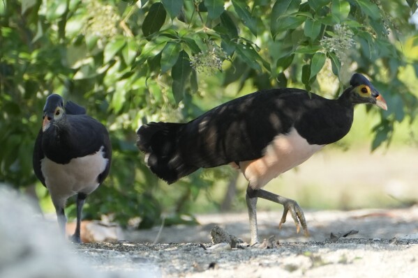 A pair of maleos look for a spot to lay an egg on a beach in Mamuju, West Sulawesi, Indonesia, Friday, Oct. 27, 2023. With their habitat dwindling and nesting grounds facing encroachment from human activities, the journey of a maleo pair for egg laying grows ever more precarious and uncertain. Maleo populations have declined by more than 80% since 1980, an expert said. (AP Photo/Dita Alangkara)