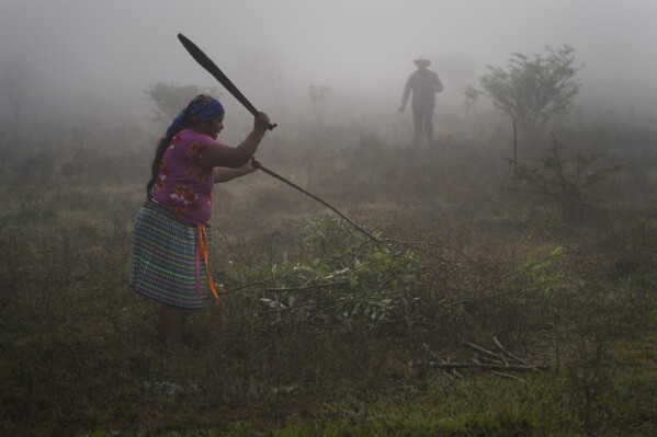 FILE - Magdalena Hernandez Santis cuts weeds with a machete while her husband Pedro Cruz Gomez sprays herbicide on their field before planting corn, in the village of Tojolabal, Plan de Ayala, Chiapas, Mexico, May 2, 2024. Seven decades ago, Mexican women won the right to vote, and today the country is on the verge of electing its first female president. But some indigenous women who will vote in Sunday's national elections still don't have a say in their homes and communities. (AP Photo/Marco Ugarte, File)