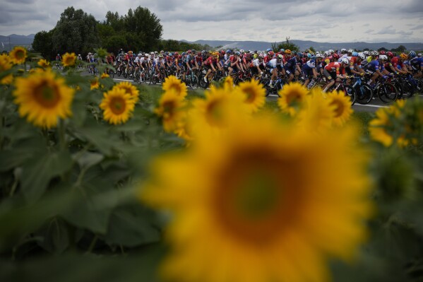 The pack passes a field with sunflowers during the eleventh stage of the Tour de France cycling race over 180 kilometers (112 miles) with start in Clermont-Ferrand and finish in Moulins, France, July 12, 2023. (AP Photo/Daniel Cole)