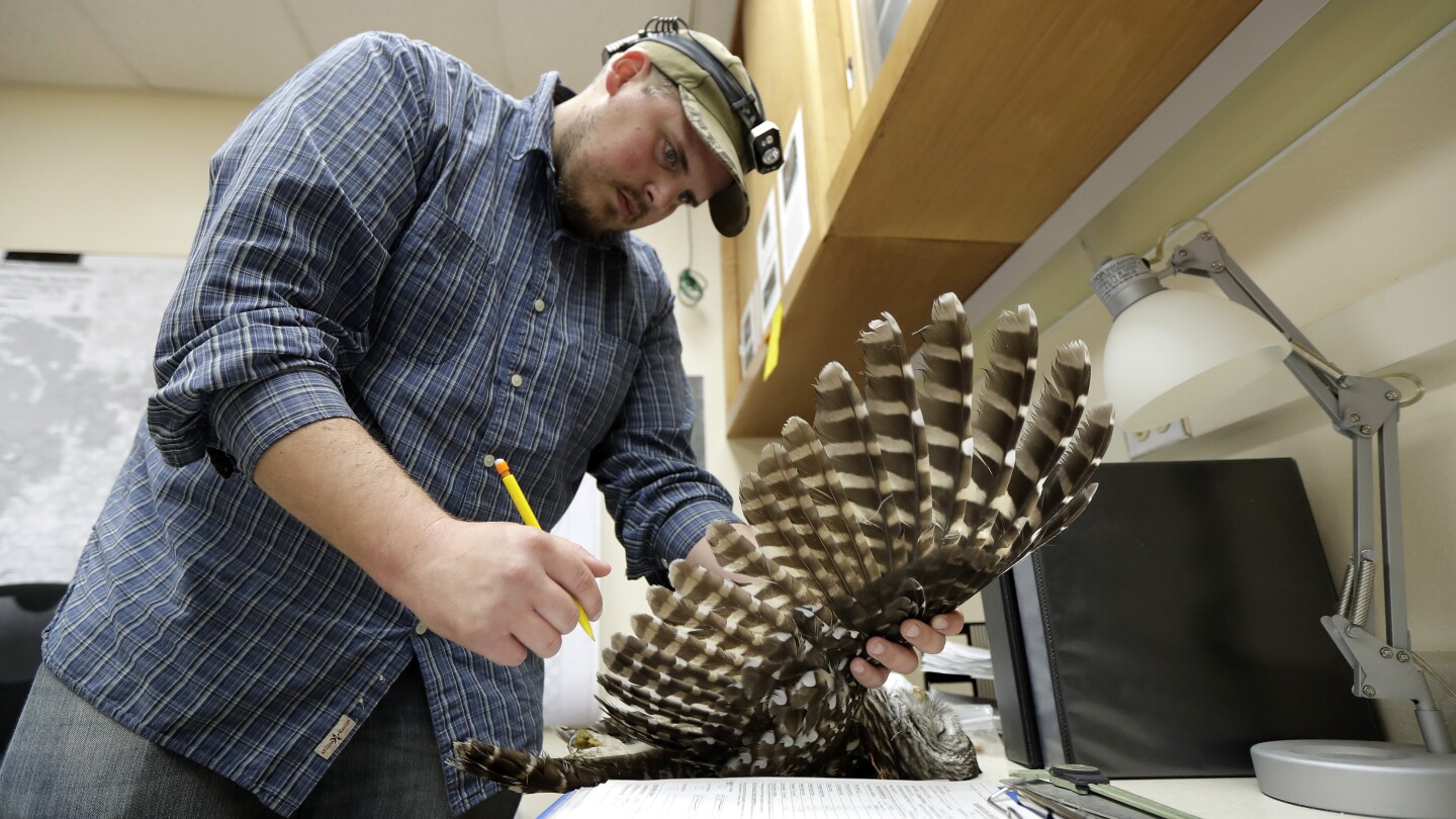 FILE - Wildlife technician Jordan Hazan records data in a lab from a male barred owl he shot earlier in the night, Oct. 24, 2018, in Corvallis, Ore. U