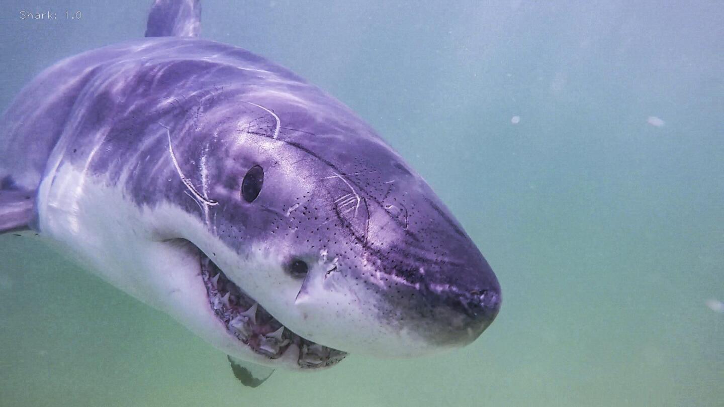 Researchers document 55 more white sharks in Cape Cod waters AP News