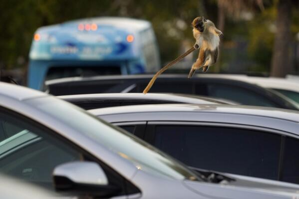 Celebrities: Monkeys near Florida airport delight visitors
