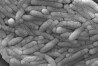 This 2009 electron microscope image provided by the Centers for Disease Control and Prevention shows a large group of Gram-negative Salmonella typhimurium bacteria that had been isolated from a pure culture. Poultry producers will be required to bring salmonella bacteria in certain chicken products to very low levels to help prevent food poisoning under a final rule issued Friday, April 26, 2024, by the U.S. Department of Agriculture. (Janice Haney Carr/CDC via AP)