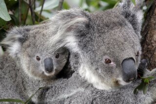 FILE - In this Sept. 1, 2011, file photo, two Koalas climb a tree at a zoo in Sydney, Australia. Conservationists fear hundreds of koalas have perished in wildfires that have razed prime habitat on Australia’s east coast. (AP Photo/Rob Griffith, File)