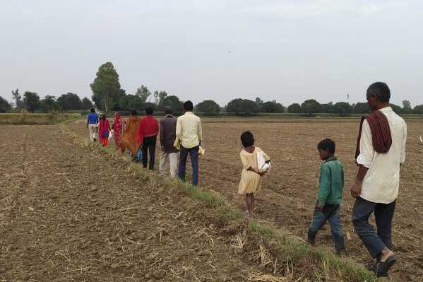 2023年10月17日、インドのウッタルプラデーシュ州ナヌ村の農場でキビ作物を収穫した後、夕方歩いて帰宅する移民家族。COPとして知られる国連主導の年次気候サミットが今月下旬に開催される予定であるためアブダビでは、専門家らが政策立案者に対し、特に貧困により女性や女児がより脆弱になる気候変動の不均衡な影響に対応するよう促している。  (ウズミ・アタール/Press Trust of India via AP)