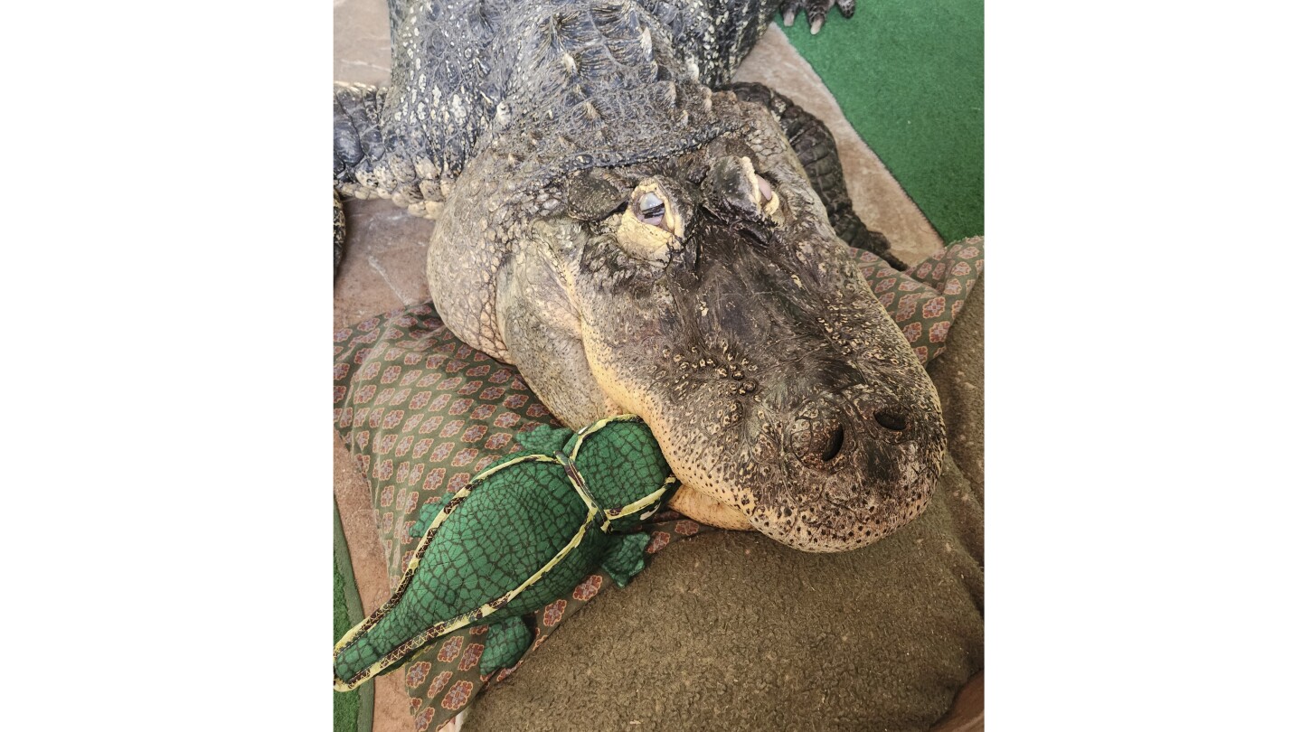 ХАМБУРГ Ню Йорк АП — Собственикът на алигатор наскоро конфискуван