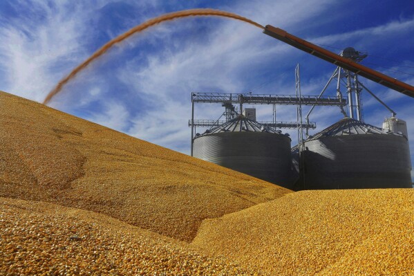 FILE - Central Illinois farmers deposit harvested corn on the ground outside a full grain elevator in Virginia, Ill. The U.S. government said Thursday, Aug. 17, 2023, it is formally requesting a dispute settlement panel in its ongoing row with Mexico over its limits on genetically modified corn. (AP Photo/Seth Perlman, File)