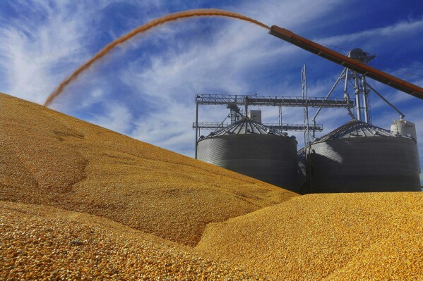 FILE - Central Illinois farmers deposit harvested corn on the ground outside a full grain elevator in Virginia, Ill. The U.S. government said Thursday, Aug. 17, 2023, it is formally requesting a dispute settlement panel in its ongoing row with Mexico over its limits on genetically modified corn. (AP Photo/Seth Perlman, File)