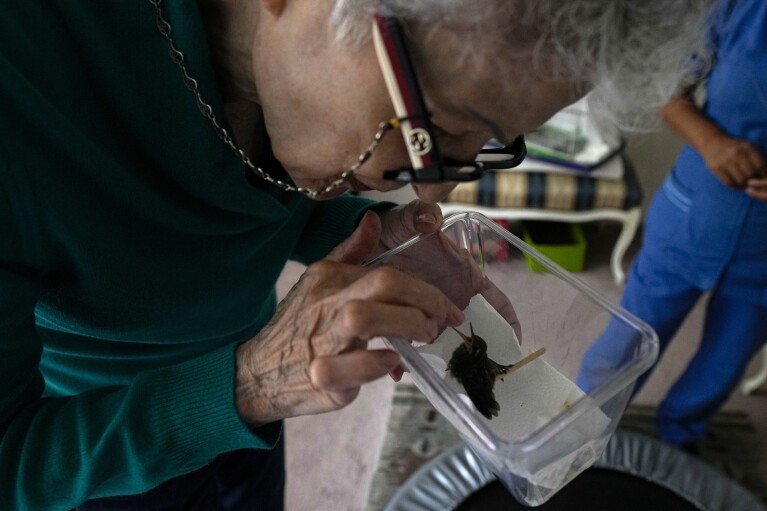 Catia Lattouf evaluates a baby hummingbird that was rescued after falling from its nest and brought to her apartment, now a makeshift clinic, in Mexico City, Monday, Aug. 7, 2023. (AP Photo/Fernando Llano)