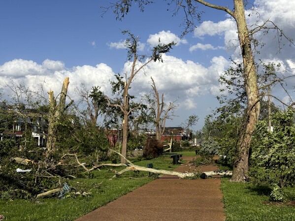 Damaged and fallen trees are seen in St. Louis, Missouri, on Friday, May 16, 2025 when severe storms, including a possible tornado, swept through the city. (AP Photo/Michael Phillis)