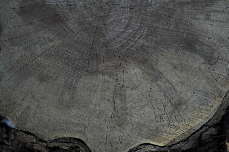 A recently felled maple tree reveals darker lines where old tap holes have healed, Sunday, Feb. 25, 2024, in Deerbrook, Wis. (AP Photo/Joshua A. Bickel)