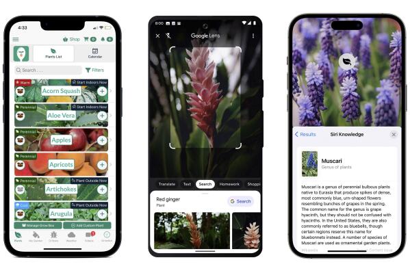 This combination of images show gardening apps, from left, the Seed to Spoon mobile gardening app by Park Seed, from left, the Google Lens app that has image-recognition technology to identify plants, and Apple's AI-powered Visual Look Up feature to identify flowers. (Park Seed’s From Seed to Spoon/Google/Apple via AP)