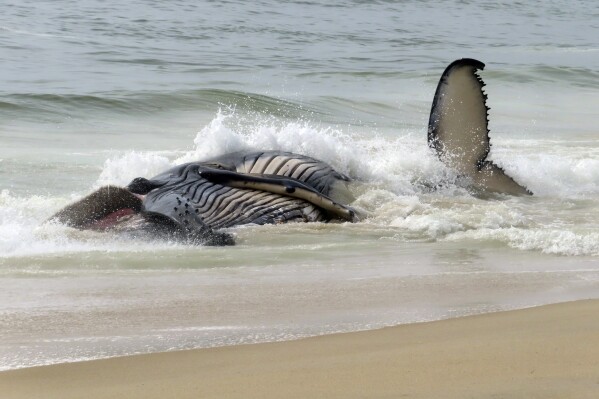 Waves crash around a dead humpback whale that washed ashore on Long Beach Township in New Jersey's Long Beach Island on April 11, 2024. There was no immediate indication of what killed the whale. (AP Photo/Wayne Parry)