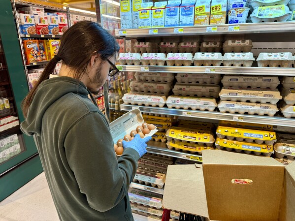 Un angajat al unui magazin alimentar expune cutii de ouă la Piața Petaluma din județul Sonoma, joi, 11 ianuarie 2024, unde infecțiile cu gripa aviară au închis un grup de ferme de ouă în ultimele luni.  (AP Photo/Terry See)