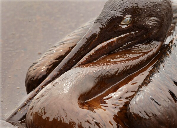 FILE - A brown pelican is covered in oil on the beach in the aftermath of an oil spill at East Grand Terre Island along the Louisiana coast on June 3, 2010. When a deadly explosion destroyed BP's Deepwater Horizon drilling rig in the Gulf of Mexico, tens of thousands of ordinary people were hired to help clean up the environmental devastation. These workers were exposed to crude oil and the chemical dispersant Corexit while picking up tar balls along the shoreline, laying booms from fishing boats to soak up slicks and rescuing oil-covered birds. (AP Photo/Charlie Riedel, File)