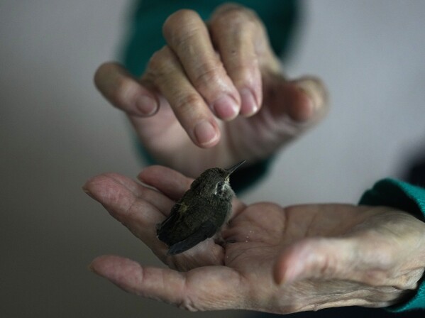 Catia Lattouf evaluates a baby hummingbird that was rescued after falling from its nest and brought to her apartment, now a makeshift clinic, in Mexico City, Monday, Aug. 7, 2023. (AP Photo/Fernando Llano)