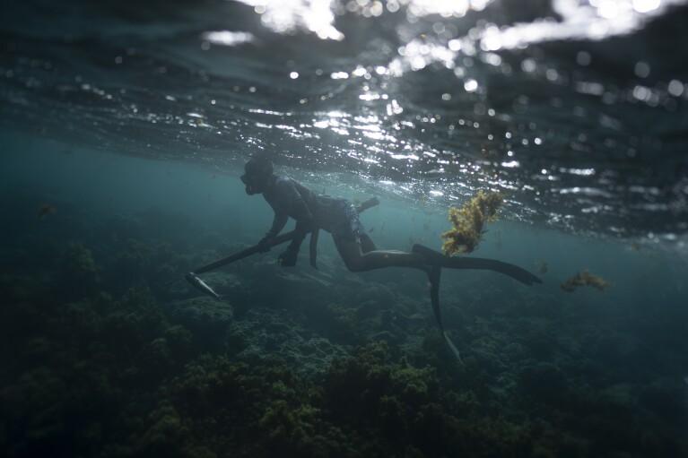 Naiki Vaast spearfishes along the coral reef in Vairao, Tahiti, French Polynesia, Wednesday, Jan. 17, 2024. (AP Photo/Daniel Cole)