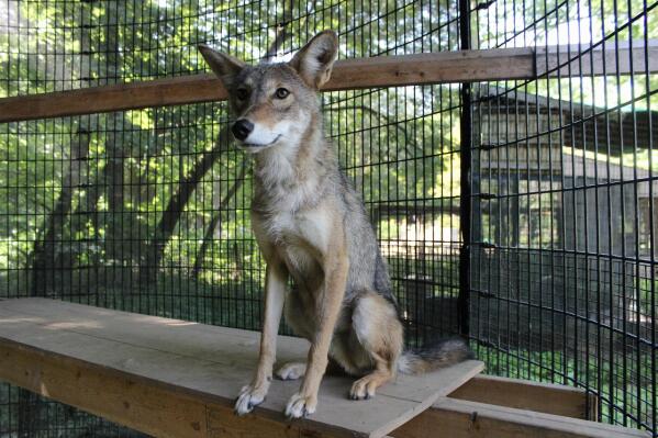 In this photo provided by Cook County Forest Preserves, Rocky, a coyote, who lives in a caged area at River Trail Nature Center is pictured in an undated photo in Northbrook, Illinois. The Cook County Forest Preserves plans to expand his space to at least 2,000 square feet, at least seven times larger than his current surroundings. Critics, however, believe Rocky should be moved to a wildlife sanctuary in Colorado. (Cook County Forest Preserves via AP)