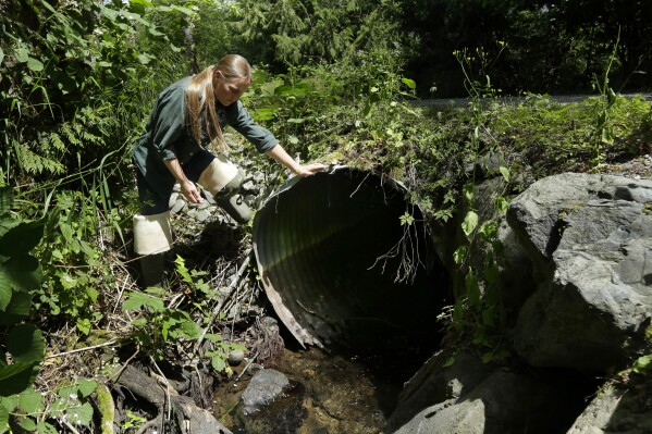 FILE - Melissa Erkel, a fish passage biologist with the Washington Department of Fish and Wildlife, looks at a culvert along the north fork of Newaukum Creek near Enumclaw, Wash., June 22, 2015. The Biden administration, on Wednesday, Aug. 16, 2023, was announcing nearly $200 million in federal infrastructure grants to upgrade tunnels that carry streams beneath roads but can be deadly to anadromous fish that get stuck trying to pass through. (AP Photo/Ted S. Warren, File)