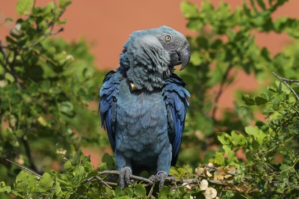 A Spix's macaw perches in a tree in a breeding facility project in its native habitat in a rural area of Curaca, Bahia state, Brazil, Tuesday, March 12, 2024. A South African couple is reintroducing the Spix’s macaw to nature through breeding and reintroduction efforts. Despite challenges such as habitat loss, climate change and government disagreements, they are working with local communities to return the bird to its native habitat. (AP Photo/Andre Penner)
