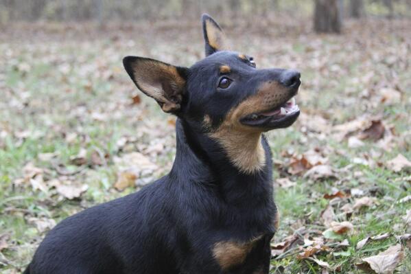 Lex, a Lancashire heeler, sits at attention, Friday, Dec. 29, 2023, in Morristown, N.J. The Lancashire heeler, is the latest breed recognized by the American Kennel Club. The short-legged, long-bodied and rare herding breed is now eligible for thousands of U.S. dog shows. (Michelle Barlak via AP)