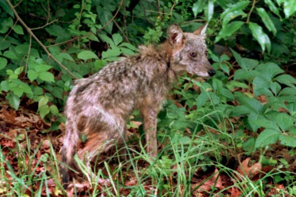 FILE - A coyote runs into the woods after crossing a road near a residential neighborhood, in West Falmouth, Mass., on Cape Cod, Monday, July 15, 1996. The town of Nahant, Mass., has contracted with the federal government to kill coyotes that locals say have killed pets and become a dangerous nuisance. Town officials voted on Dec. 7, 2022, to enter into an agreement with U.S. Department of Agriculture Wildlife Services to kill the coyotes using rifles. (Stephen Rose/Cape Cod Times via AP, File)