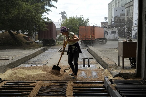 FILE - A worker cleans grain after trucks unloaded in a grain elevator in Melitopol, south Ukraine, Thursday, July 14, 2022. By halting a landmark deal that allowed Ukrainian grain exports via the Black Sea, Russian President Vladimir Putin has taken a risky gamble that could badly damage Moscow's relations with many of its partners that have remained neutral or even supportive of the Kremlin amid the war in Ukraine. Russia has also played spoiler at the United Nations, vetoing a resolution on extending humanitarian aid deliveries via a key crossing point in northwestern Syria and backing Mali's push to expel the U.N. peacekeepers. Putin's decision to spike the deal could backfire against Russia's own interests, straining Moscow's relations with key partner Turkey and hurting its ties with African countries. (AP Photo, File)