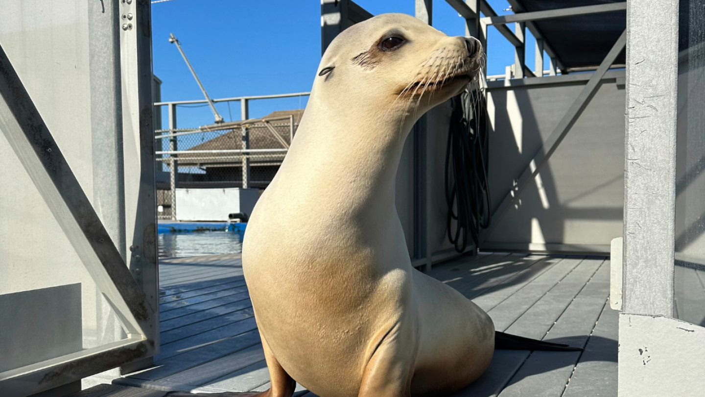 Scientists once thought only humans could recognize musical beats. Ronan the sea lion proved them wrong
