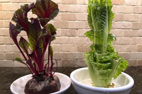 This Sept. 20, 2022, image provided by Jessica Damiano shows beet greens, left, and Romaine lettuce grown indoors from kitchen scraps. (Jessica Damiano via AP)