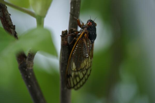 An adult cicada is seen, in Washington, Thursday, May 6, 2021. Trillions of cicadas are about to emerge from 15 states in the U.S. East. The cicadas of Brood X, trillions of red-eyed bugs singing loud sci-fi sounding songs, can seem downright creepy. Especially since they come out from underground only ever 17 years.  (AP Photo/Carolyn Kaster)