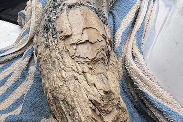 This April 2024 photo taken by Blair Morrow and provided by Alex Lundberg shows a large section of tusk from a long-extinct mastodon that Lundberg and his diver companion found on the sea floor off Florida's Gulf coast. They first thought it was just a large piece of wood. (Blair Morrow via AP)
