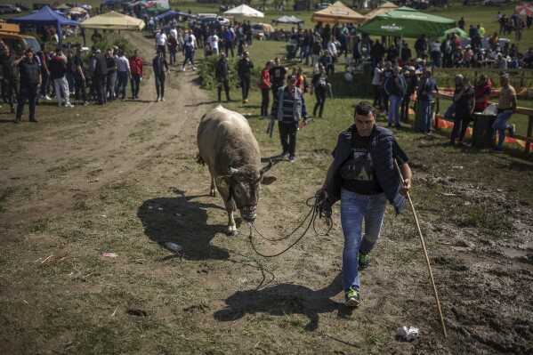 A man leads his bull towards the arena prior to the start of the bullfights in Bijelo Polje, Bosnia, Sunday, May 11, 2025. (AP Photo/Armin Durgut)