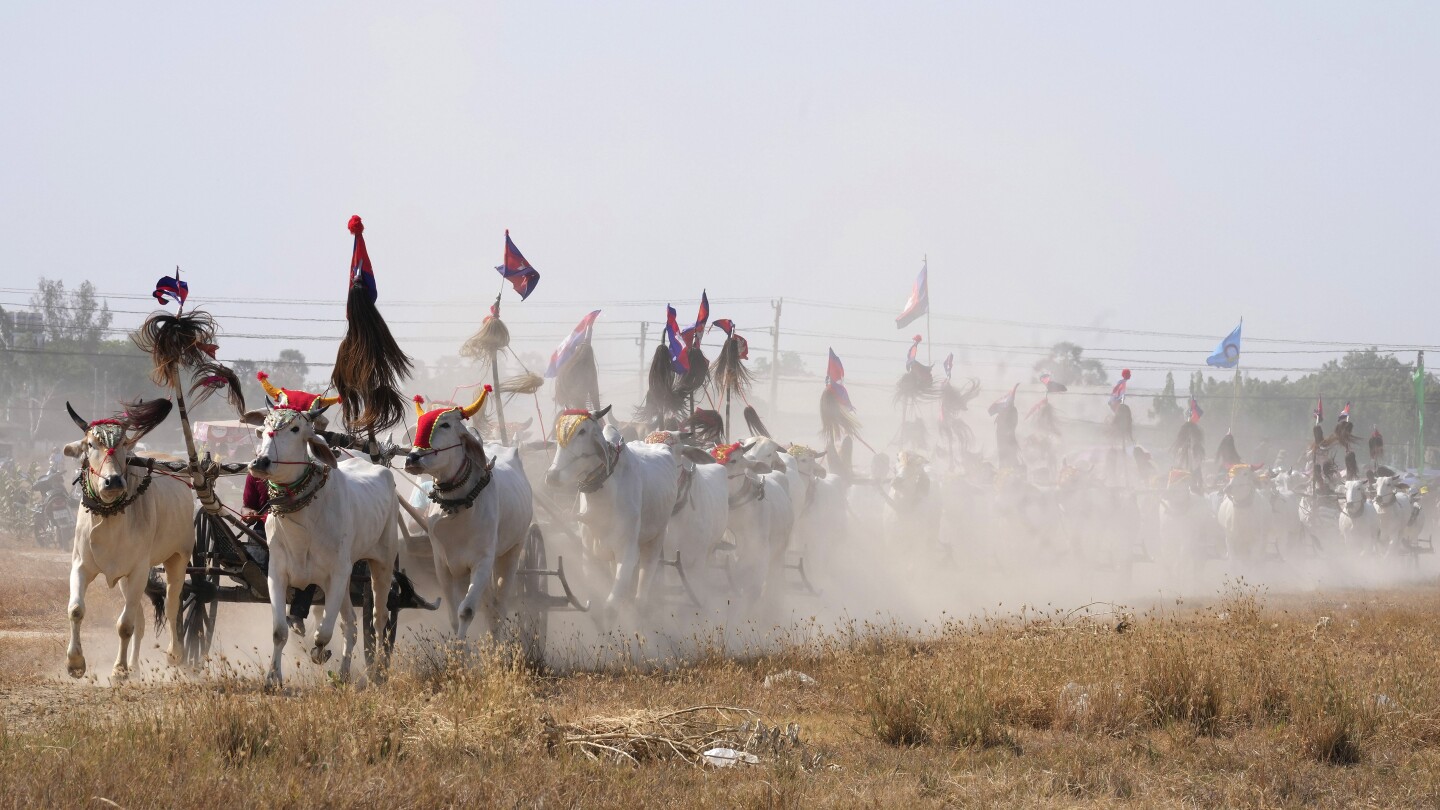 СНИМКИ AP: Камбоджански селяни организират рядко състезание с волски коли, опитвайки се да съживят вековна традиция