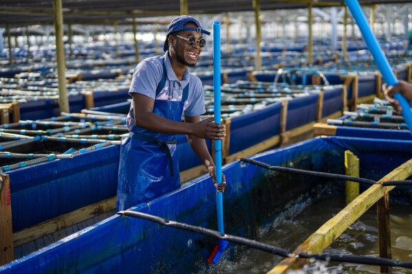 An employee of the HIK abalone farm maintains open-top tanks near Hawston, South Africa, April 26, 2023. The high demand has spurred an alternative to wild abalone - farmed abalone. HIK Abalone has a total of around 13 million abalone at any one time at their two south coast farms.(AP Photo/Jerome Delay)