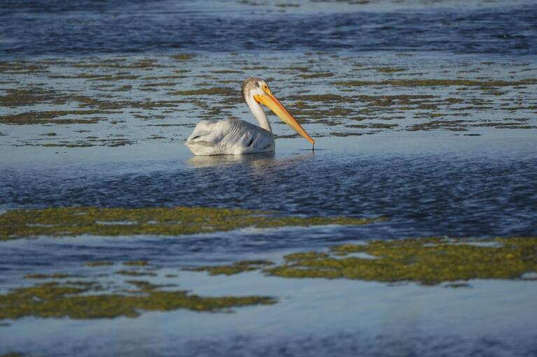 A Pelican floats on Farmington Bay near the Great Salt Lake Tuesday, June 29, 2021, in Farmington, Utah. The lake has been shrinking for years, and a drought gripping the American West could make this year the worst yet. The receding water is already affecting nesting pelicans that are among millions of birds dependent on the largest natural lake west of the Mississippi River. (AP Photo/Rick Bowmer)