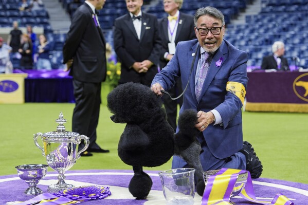 Sage, a miniature poodle, poses for photos after winning best in show at 148th Westminster Kennel Club dog show Tuesday, May 14, 2024, at the USTA Billie Jean King National Tennis Center in New York. (AP Photo/Julia Nikhinson)