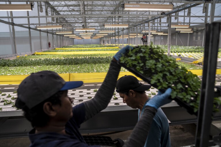 Workers plant curly kale on a slow moving conveyer belt to grow inside a greenhouse at ComCrop, Singapore's first commercial rooftop farm, Friday, July 14, 2023. ComCrop produces about 20 tons of kale, lettuce and herbs a month using a system that relies on nutrient-rich water instead of soil, solar power, and carefully controlled temperatures, wind and light levels. (AP Photo/David Goldman)