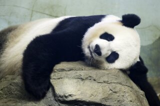 FILE - In this Aug. 23, 2015 file photo, The Smithsonian National Zoo's Giant Panda Mei Ziang,  sleeps in the indoor habitat at the zoo in Washington. Zookeepers at Washington’s National Zoo are on baby watch after concluding that venerable giant panda matriarch Mei Ziang is pregnant and could give birth this week. (AP Photo/Jacquelyn Martin)