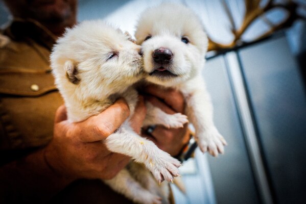 The Dire Wolf's Comeback: Colossal Unveils the World's First De-Extinction with the Birth of Dire Wolves