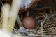 FILE - A hen stands next to an egg, Jan. 10, 2023, at a farm in Glenview, Ill. More than 1.3 million chickens are being slaughtered on an Ohio egg farm as the bird flu continues to take a toll on the industry. The outbreak that began in early 2022 has been much less severe this year as fewer cases of the virus are being found among the wild birds that spread it. (AP Photo/Erin Hooley, File)