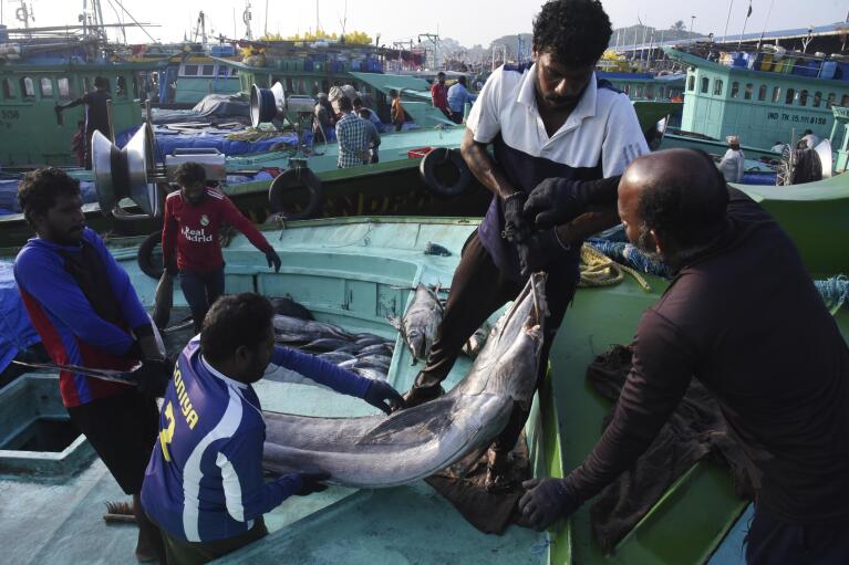 Fisherman remove their catch from a boat on March 3, 2023, in Kochi, Kerala state, India. The India Meteorological Department as well as the state of Kerala have increased infrastructure for cyclone warnings since Cyclone Ockhi in 2017, which killed about 245 fishermen out at sea. (AP Photo/Satheesh AS)