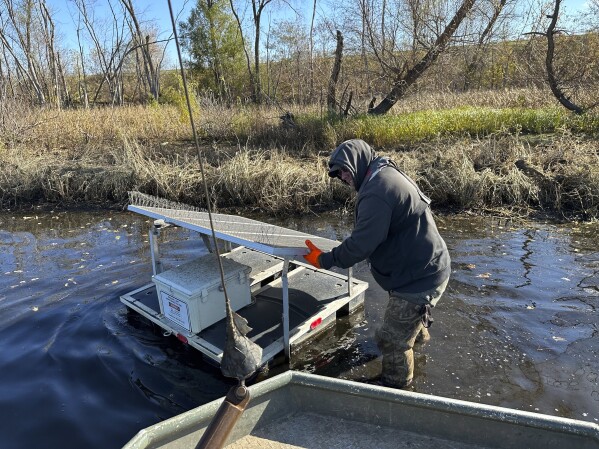 Do snitches net fishes? Scientists turn invasive carp into traitors to slow  their Great Lakes push