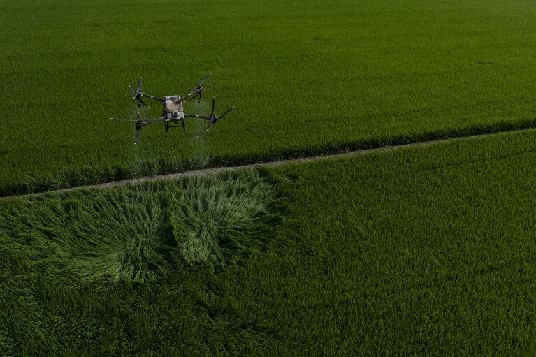 A large drone carrying fertilizer flies over Vo Van Van's rice fields in Long An province in southern Vietnam's Mekong Delta, Tuesday, Jan. 23, 2024. Using less water and using a drone to fertilize are new techniques that Van is trying and Vietnam hopes will help solve a paradox at the heart of growing rice: The finicky crop isn't just vulnerable to climate change but also contributes uniquely to it. (AP Photo/Jae C. Hong)