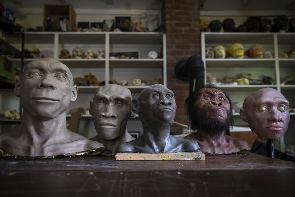 Busts of Neanderthal and hominins line a table at the studio of paleoartist John Gurche in Trumansburg, N.Y., Wednesday, May 31, 2023. Along with more fossils and artifacts, DNA findings are pointing us to a challenging idea: We're not so special. For most of human history we shared the planet with other kinds of early humans — and those now-extinct groups were a lot like us. (AP Photo/Heather Ainsworth)