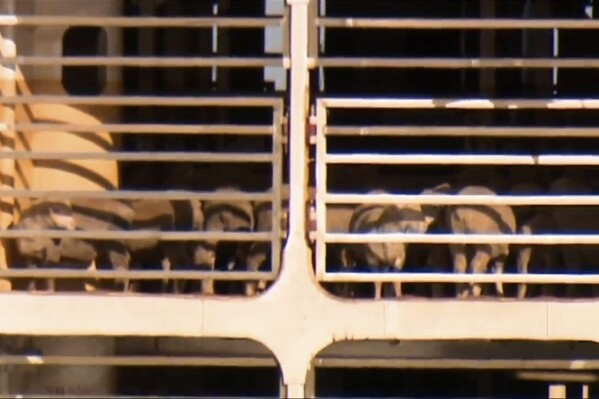 This image made from video shows livestock on MV Bahijah ship docked at a port in Fremantle, Australia, Friday, Feb. 2, 2024. The ship carrying thousands of livestock that has been stranded at sea for almost a month has finally docked in Australia, where welfare concerns mean some of the animals are expected to be offloaded. (Channel 10 via 番茄直播)