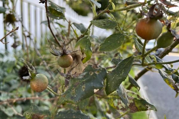 This Oct. 2, 2023, image provided by Jessica Damiano shows maturing hips on a rose shrub on Long Island, NY. (Jessica Damiano via AP)