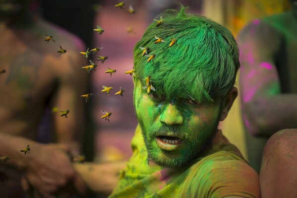 A swarm of bees attack a drunk man during celebrations marking Holi, the Hindu festival of colors, in Guwahati, India, Monday, March 25, 2024. (AP Photo/Anupam Nath)