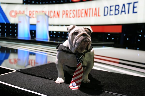 Griff II, the official live mascot of Drake University, sits on the stage before the CNN Republican presidential debate at Drake University, Wednesday, Jan. 10, 2024, in Des Moines, Iowa. (AP Photo/Charlie Neibergall)